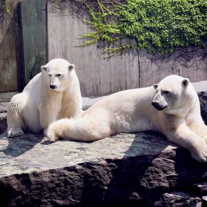 Saving the Arctic