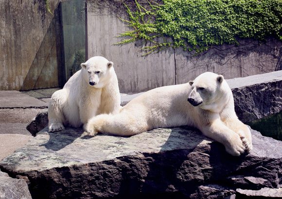 Saving the Arctic