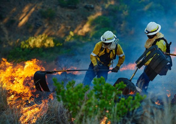Huge Wildfire: Do You Hear the Trees  Falling?