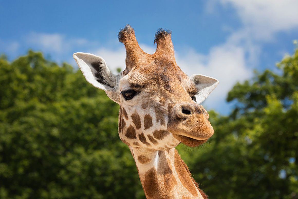 Podcast: Do Animals in the Wild Get Drunk?