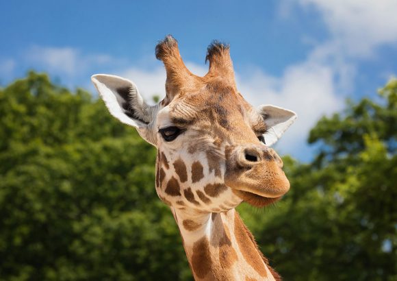 Podcast: Do Animals in the Wild Get Drunk?