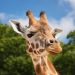 Podcast: Do Animals in the Wild Get Drunk?