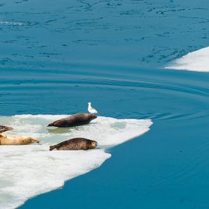 Preserve the Water: Think  outside the sink!