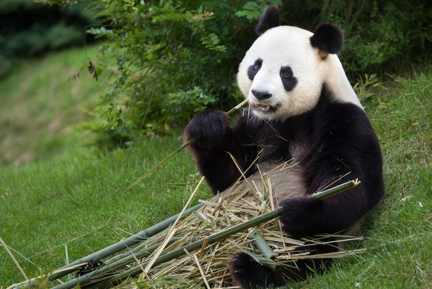 Let’s Help the Endangered Species Today